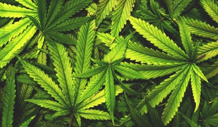 Cannabis Corner: Enduring a Test of Nerve | Stock Investor